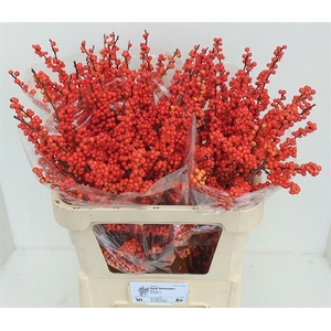 ILEX VE  ORANGE
