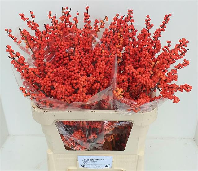 ILEX VE  ORANGE