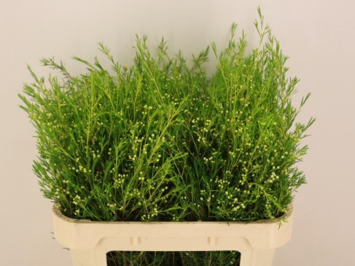 <h4>CHAME UN ATAR</h4>