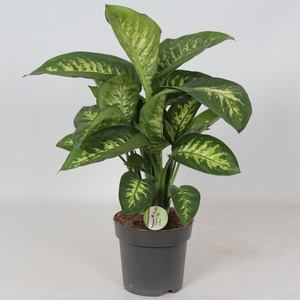 Dieffenbachia segu. Reeva