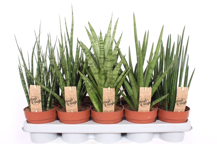 <h4>Sansevieria Cylindrica</h4>