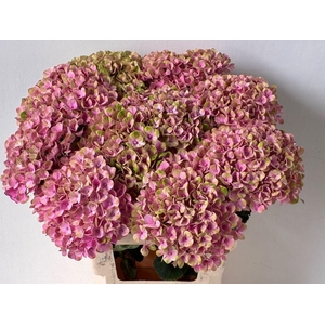 Hydrangea mag coral