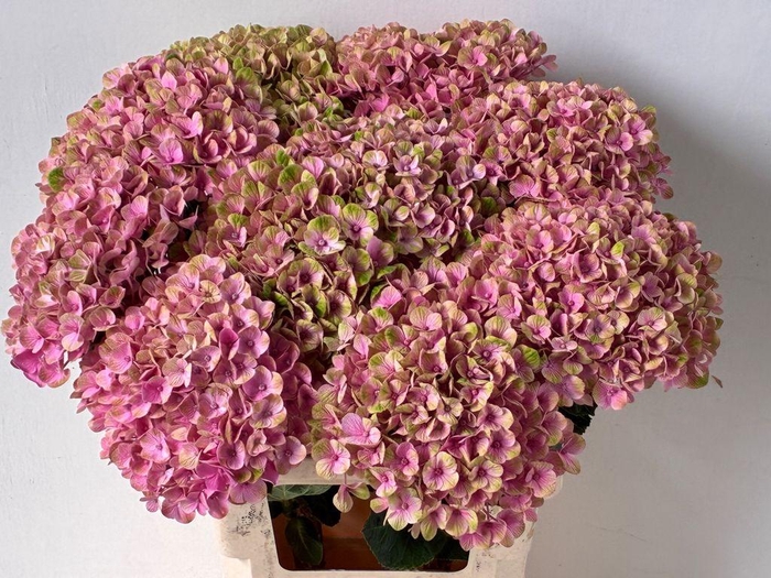 <h4>Hydrangea mag coral</h4>