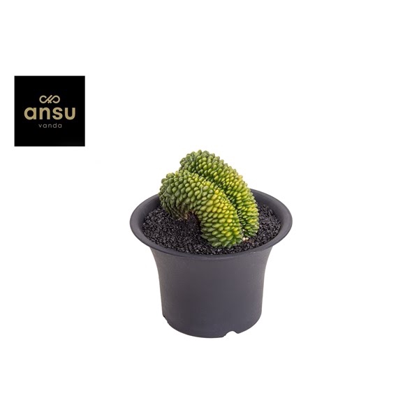 <h4>Gymno Cactus 'Spineless' XXXXL</h4>