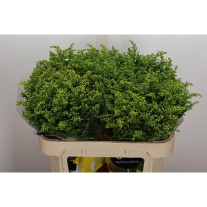 Soli Carzan Glory 70/30