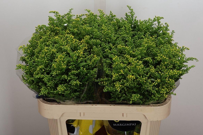 <h4>Soli Carzan Glory 70/30</h4>