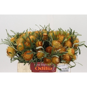 Banksia Dryandra