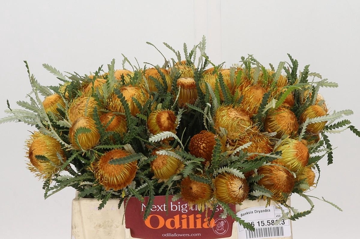 <h4>Banksia Dryandra</h4>