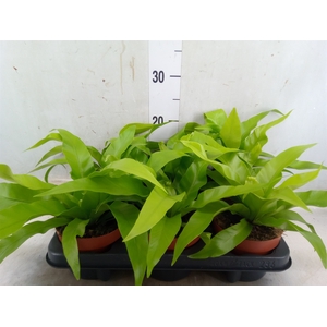 Asplenium antiquum