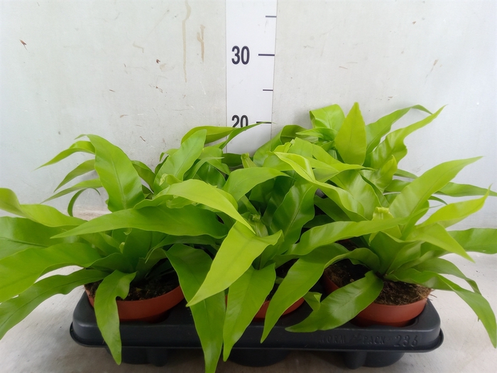 <h4>Asplenium antiquum</h4>