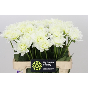 Dahlia Karma M. Zwaan