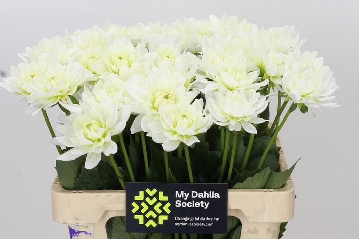 <h4>Dahlia Karma M. Zwaan</h4>