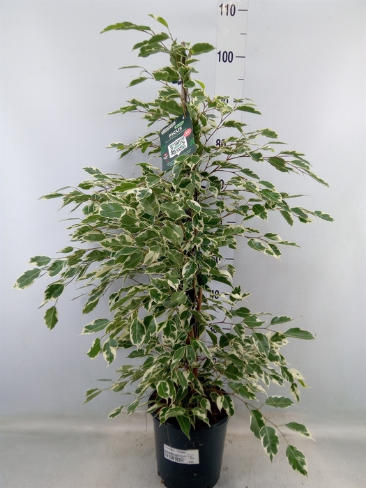 <h4>Ficus benja. 'Twilight'</h4>