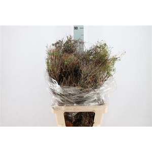 Euphorbia Spinoza Lang 400gr