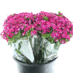 Di Barb Amazon Cherry Super