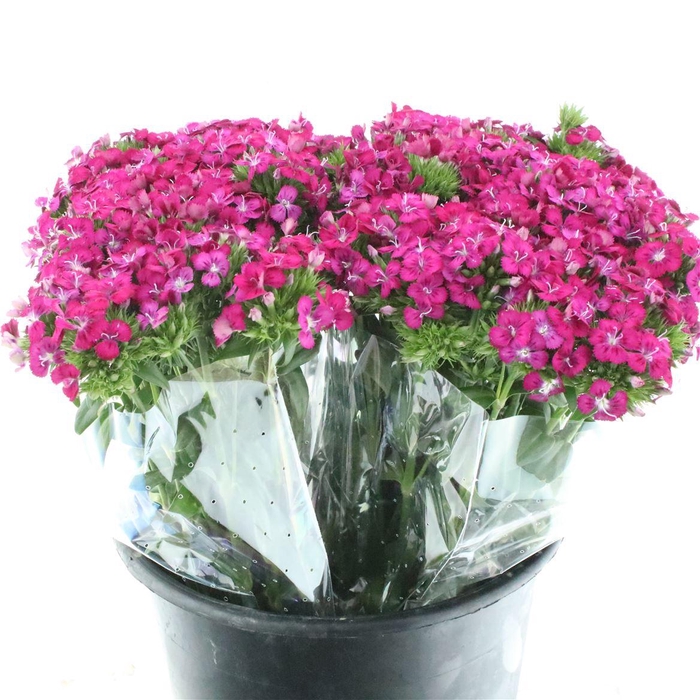 <h4>Di Barb Amazon Cherry Super</h4>