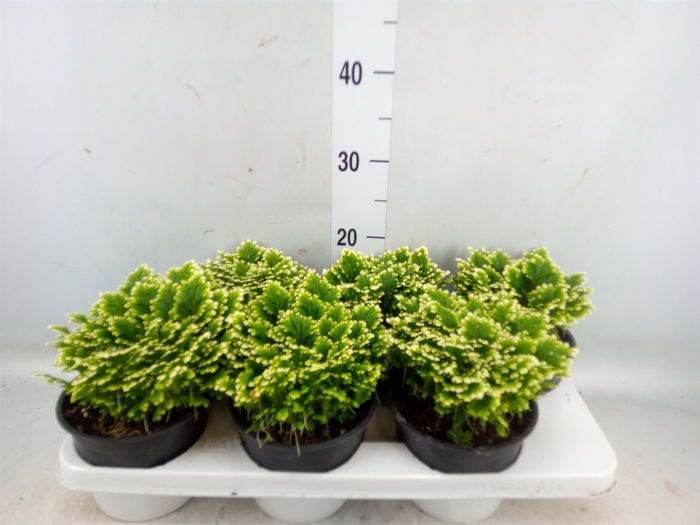 <h4>Selaginella martensii 'Jori'</h4>