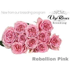 R GR REBELLION PINK