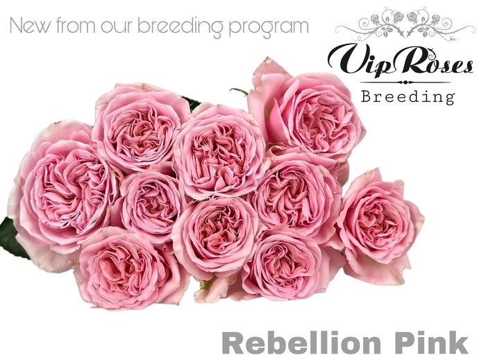 <h4>R GR REBELLION PINK</h4>