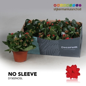 Kalanchoe No Sleeve- Red