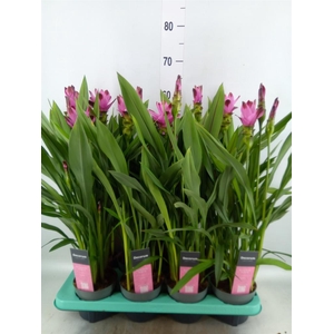 Curcuma alism. 'Siam Splash'