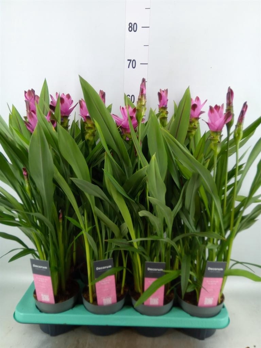 <h4>Curcuma alism. 'Siam Splash'</h4>