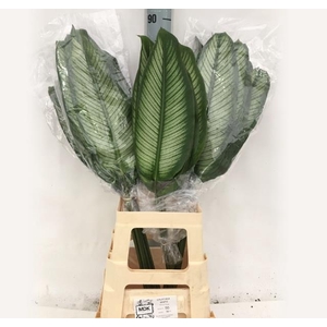 DECOGROEN OV