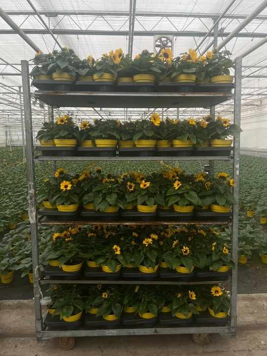 <h4>HELI SUNRAY YELLOW</h4>