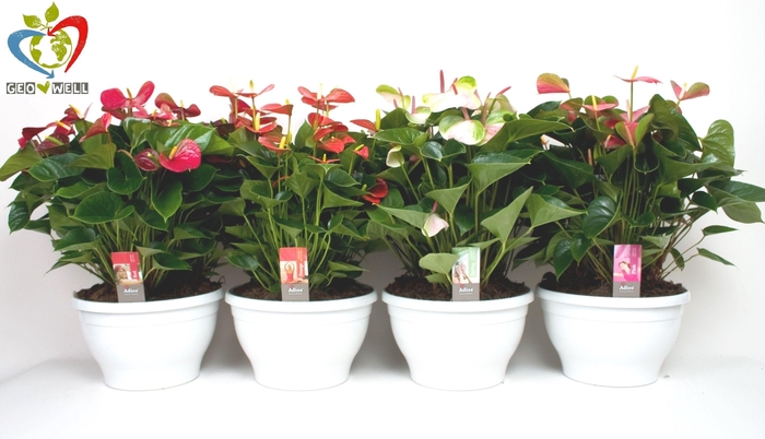 <h4>Anthurium Adios Mix Big Bowl</h4>