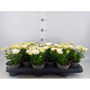 Osteospermum  'Margarita Cream'