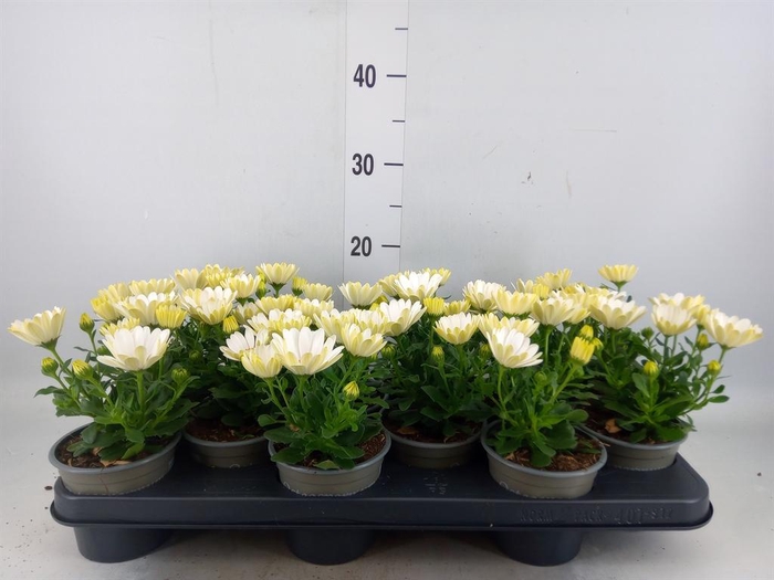 <h4>Osteospermum 'Margarita Cream'</h4>