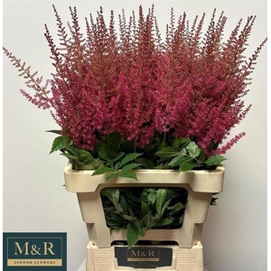 ASTIL AR ELSE SCHLUC