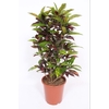 Codiaeum Codiaeum variegatum kleinb