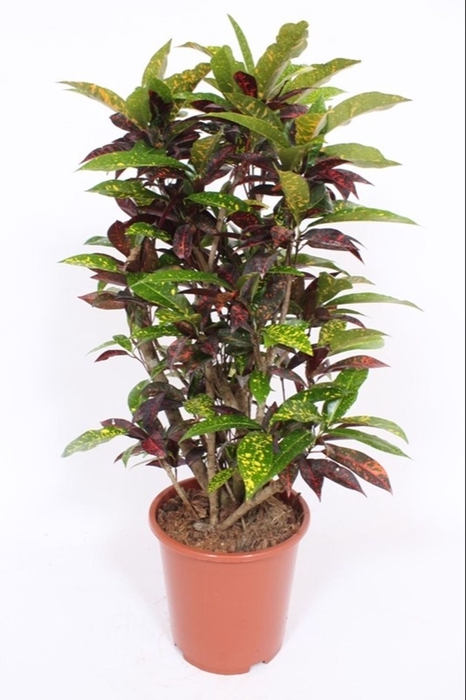 Codiaeum Codiaeum variegatum kleinb