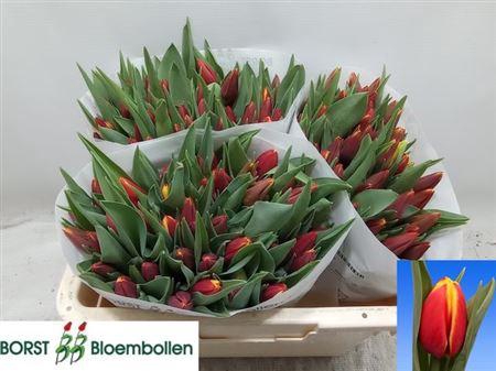 <h4>Tu En Tarzan</h4>