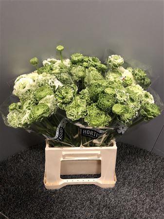 <h4>Ran Pon Pon Igloo</h4>