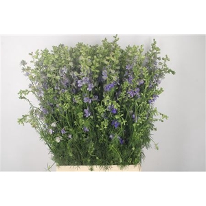 Delph Rids Lilac