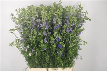 <h4>Delph Rids Lilac</h4>