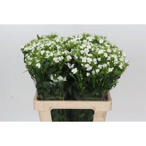 Dianthus Br Aldo White