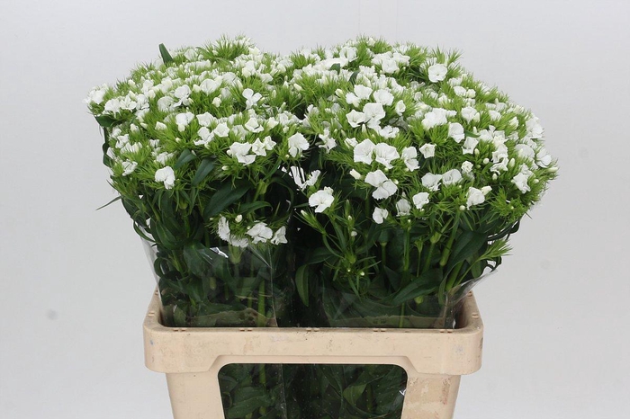 <h4>Dianthus Br Aldo White</h4>