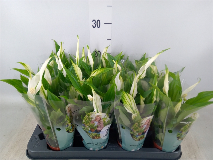 <h4>Spathiphyllum  'Pearl Cupido'</h4>