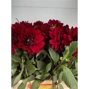 Dahlia Karma Naomi