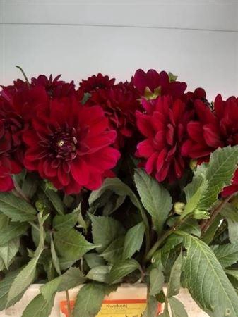<h4>Dahlia Karma Naomi</h4>