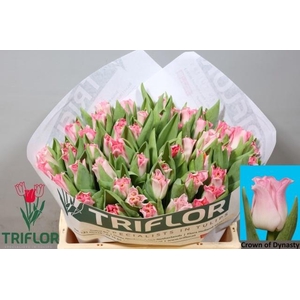 TU CO CROWN  DYNASTY