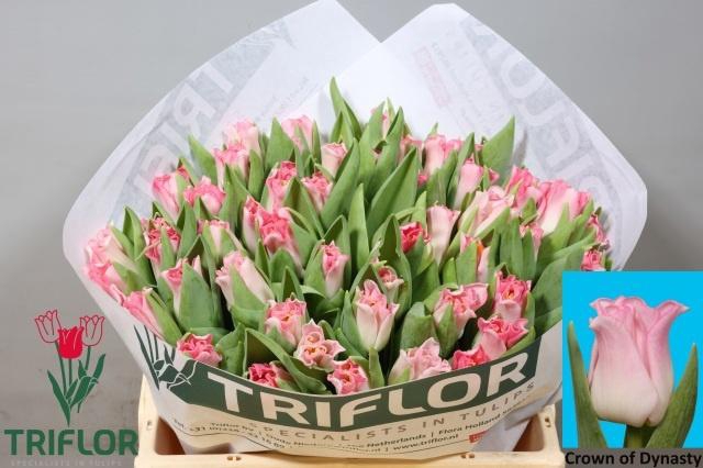 <h4>TU CO CROWN DYNASTY</h4>