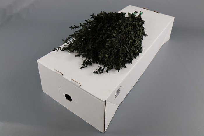 Dried Bleached Eucalyptus Parvifolia
