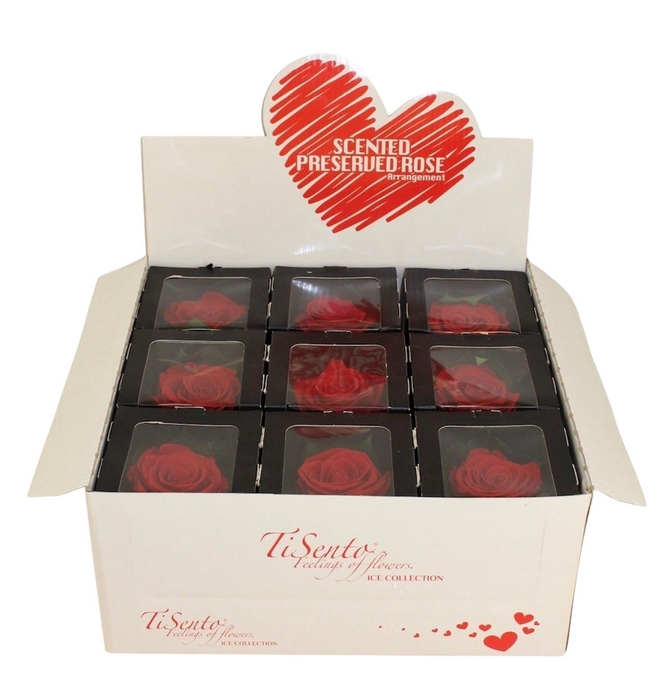 <h4>ARR ROSA POT H%</h4>