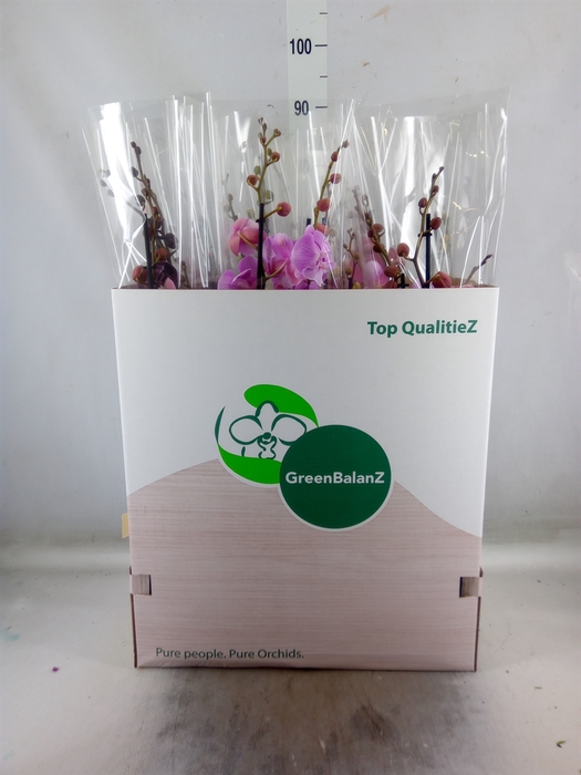<h4>Phalaenopsis   ...mix</h4>