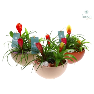 Schaal keramiek Moon Medium 3 kleuren met Bromelia