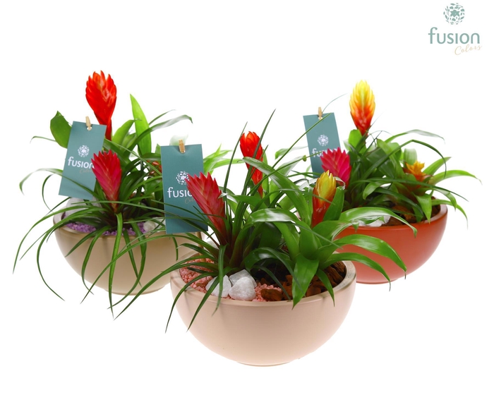 <h4>Schaal keramiek Moon Medium 3 kleuren met Bromelia</h4>